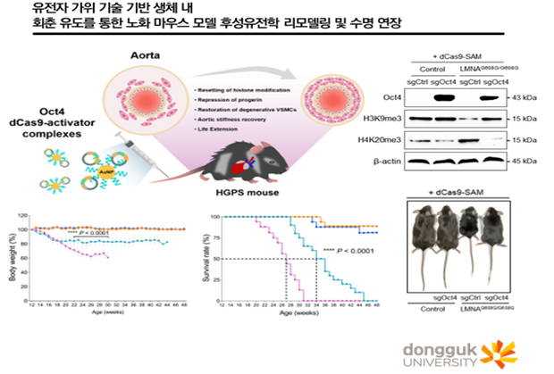 유전자 가위 기술 기반 생체 내 회춘 유도를 통한 노화 마우스 모델 후성유전학 리모델링 및 수명 연장
