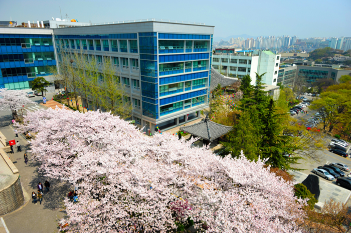 Cherry Blossom and Manhae Hall