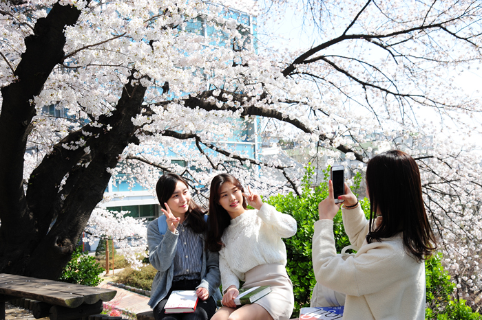 Students among cherry blossom trees